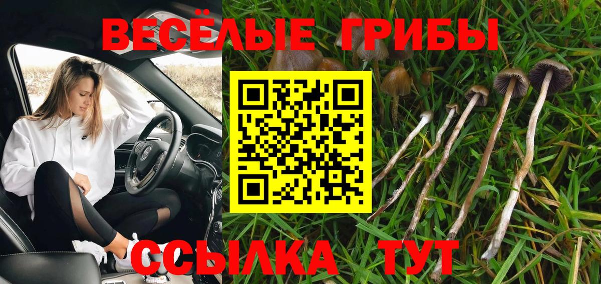 Галлюциногенные грибы Psilocybe Горячий Ключ